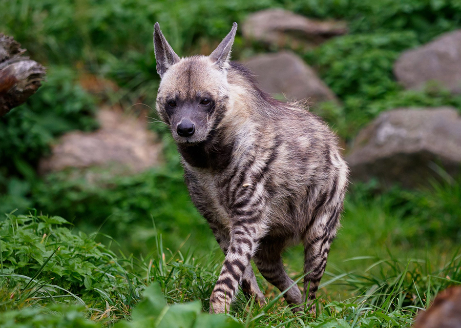 Striped Hyena PMC Zoo