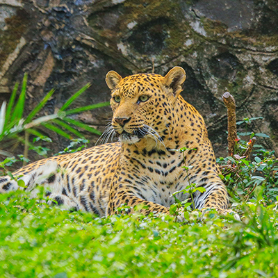 Leopard.jpg